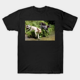 River adventure Spinone T-Shirt